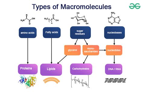 hermes macromolecules